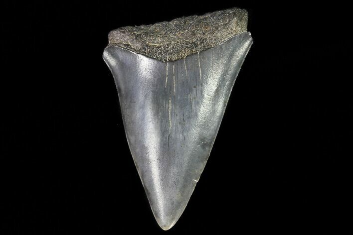 Fossil Mako Shark Tooth - Georgia #75237